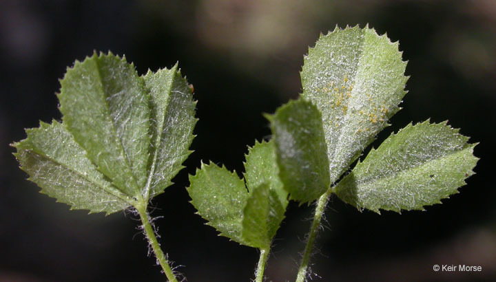 Imagem de Trifolium monanthum var. parvum (Kellogg) McDermott