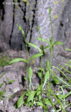 Image of shiny chickweed