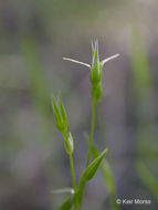 Image of shiny chickweed