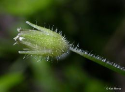 Image of <i>Stellaria pallida</i>