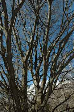 Image of European hornbeam