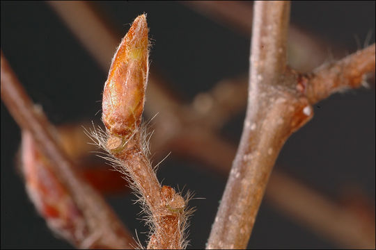 Image of European hornbeam