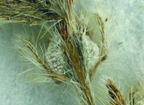 Image of California Popcorn-Flower