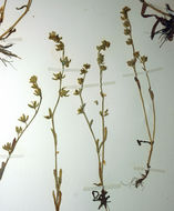Image of Greene's Popcorn-Flower