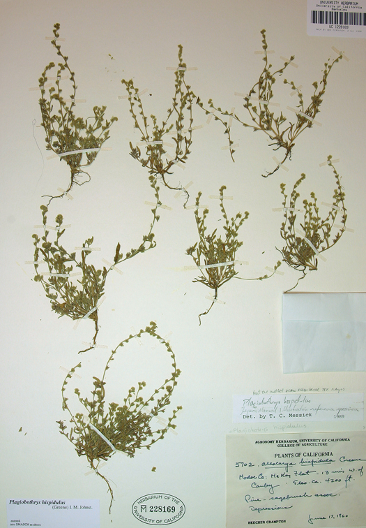 Image of <i>Plagiobothrys hispidulus</i>