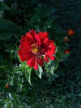 Image of ELEGANT ZINNIA