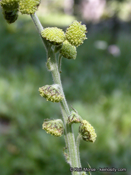 Image de Artemisia norvegica subsp. saxatilis (Bess.) H. M. Hall & Clem.