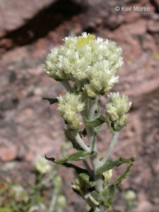 Слика од Pseudognaphalium biolettii A. A. Anderberg