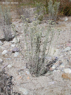 Image of Wright's cudweed