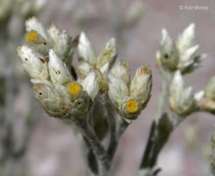 Image of Wright's cudweed