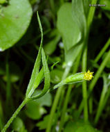 Image of smallray goldfields