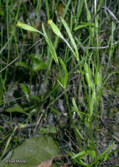 Image of smallray goldfields