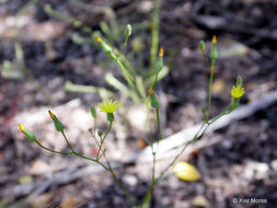 Image of Cleveland's desertdandelion