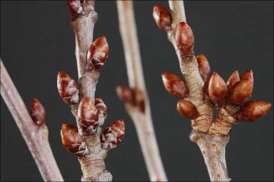 Imagem de Prunus avium (L.) L.