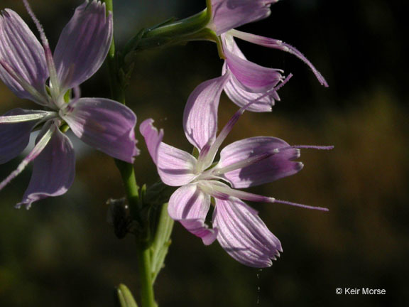 صورة Stephanomeria virgata subsp. pleurocarpa (Greene) Gottlieb