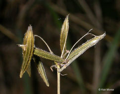 Imagem de Osmorhiza brachypoda Torr. ex Durand