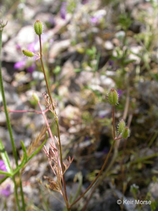 Plancia ëd Yabea microcarpa (Hook. & Arn.) Koso-Pol.