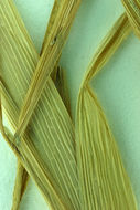 Image of American sloughgrass