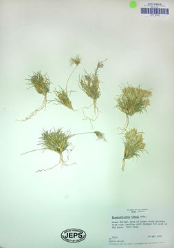 Image of King's eyelashgrass