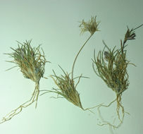 Image of King's eyelashgrass