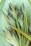 Image of King's eyelashgrass