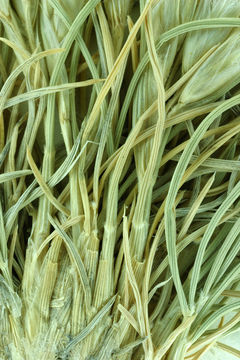 7.calphotos 0000 0000 1205 1389.580x360