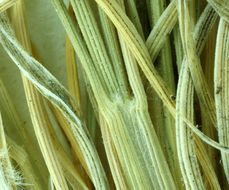 Image of King's eyelashgrass