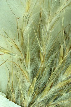 Image of cane bluestem