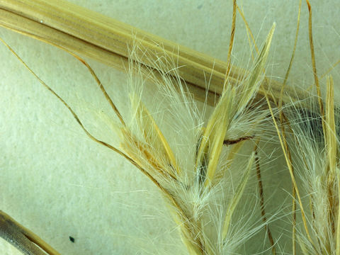 صورة Bothriochloa barbinodis (Lag.) Herter