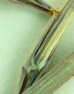 Image of cane bluestem