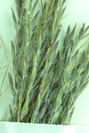 Image of yellow bluestem