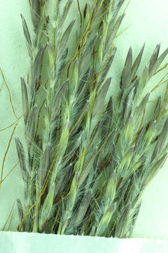 صورة Bothriochloa ischaemum (L.) Keng