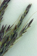 Image of yellow bluestem