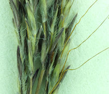 Image of yellow bluestem