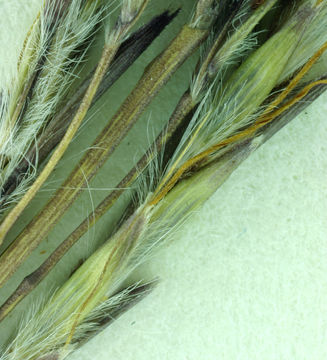 Image of yellow bluestem