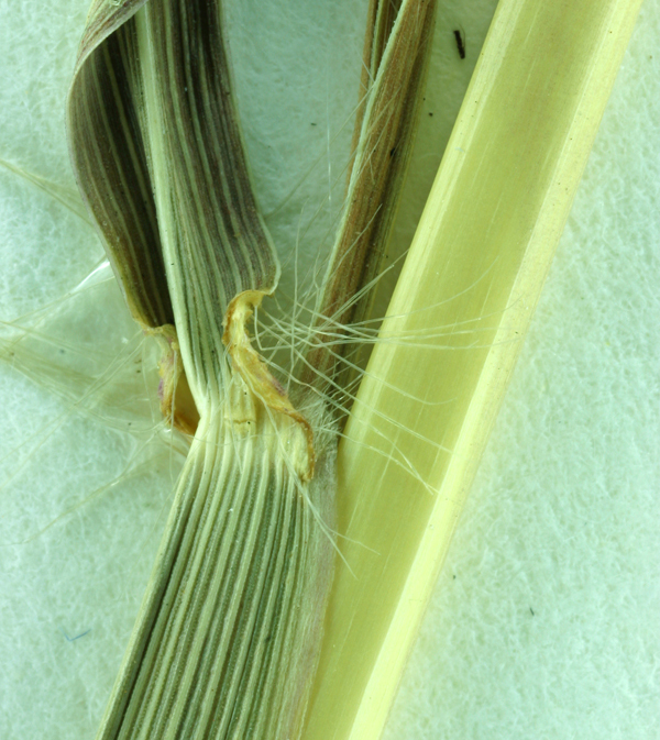 Image of yellow bluestem