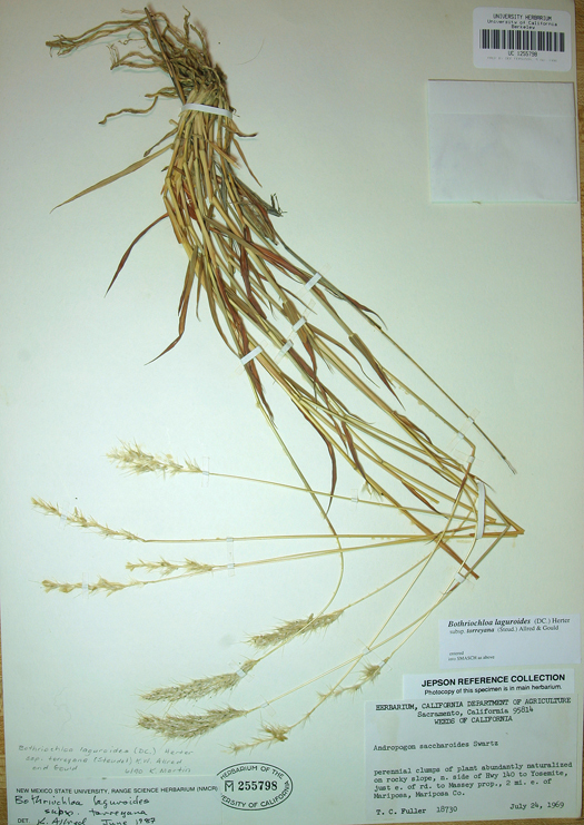 صورة <i>Bothriochloa laguroides</i> ssp. <i>torreyana</i>