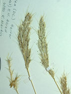 صورة <i>Bothriochloa laguroides</i> ssp. <i>torreyana</i>