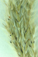 صورة <i>Bothriochloa laguroides</i> ssp. <i>torreyana</i>