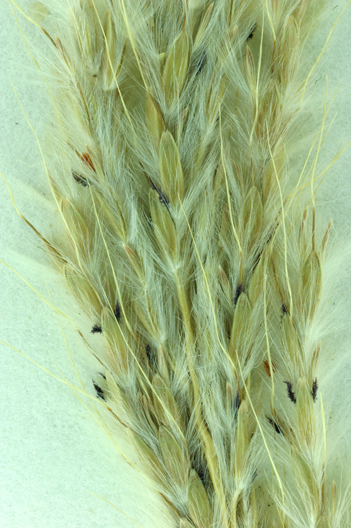 صورة <i>Bothriochloa laguroides</i> ssp. <i>torreyana</i>