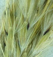 صورة <i>Bothriochloa laguroides</i> ssp. <i>torreyana</i>