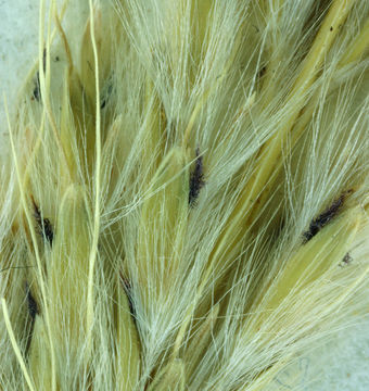 صورة <i>Bothriochloa laguroides</i> ssp. <i>torreyana</i>