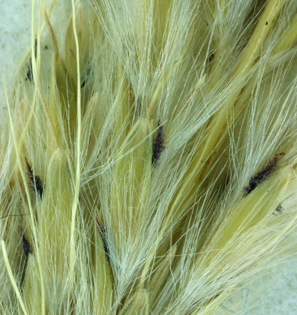 صورة <i>Bothriochloa laguroides</i> ssp. <i>torreyana</i>