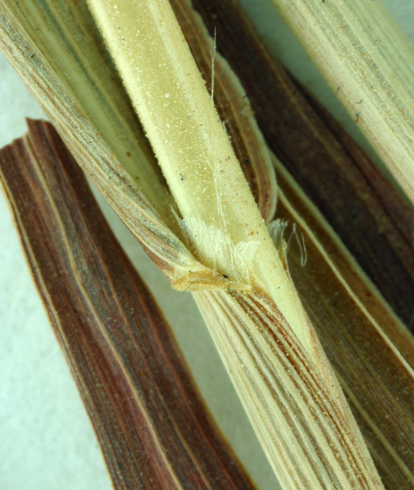 صورة <i>Bothriochloa laguroides</i> ssp. <i>torreyana</i>