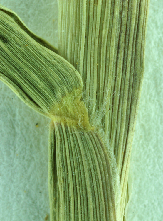 Image of mat sandbur