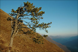 Image of Black Pine