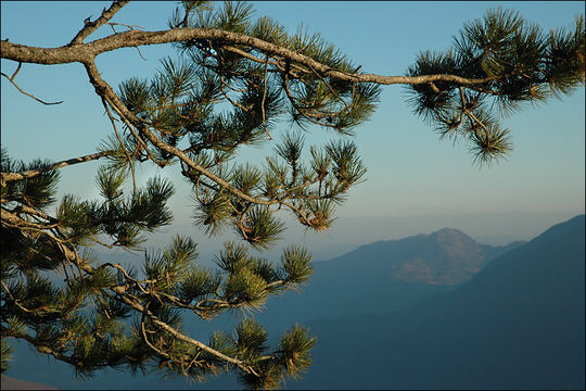 Imagem de Pinus nigra J. F. Arnold