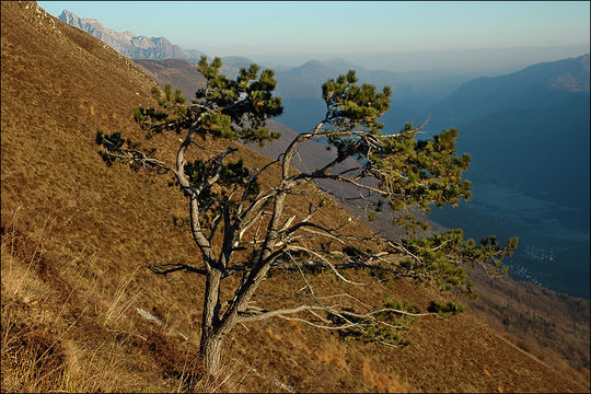 Imagem de Pinus nigra J. F. Arnold