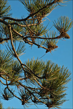 Imagem de Pinus nigra J. F. Arnold