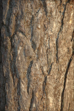 Image of Black Pine